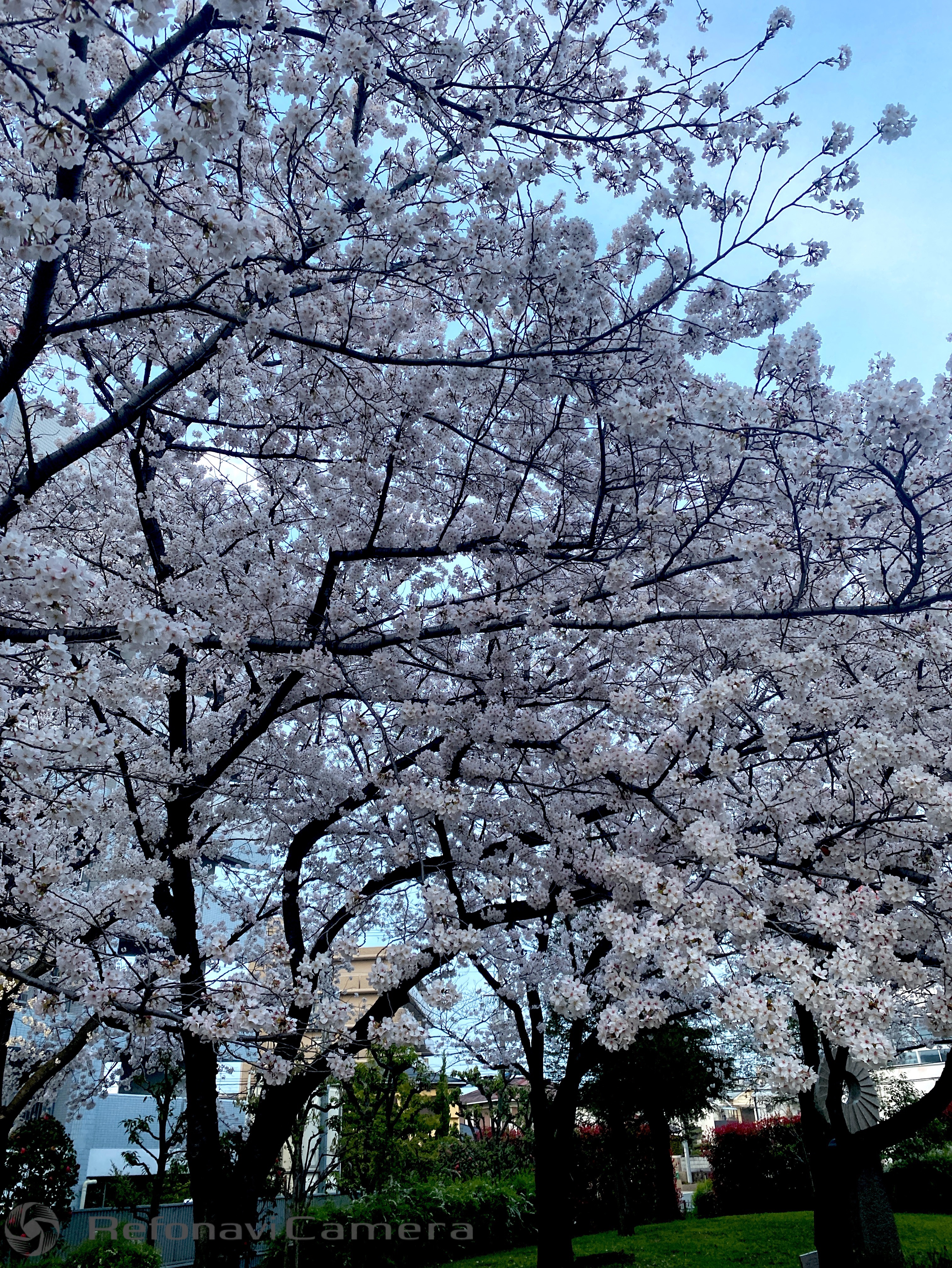 堺市中区　桜